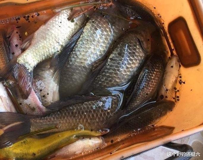 |因资源差经常空军，是否该换水域找资源？不！找好水深养窝正当时