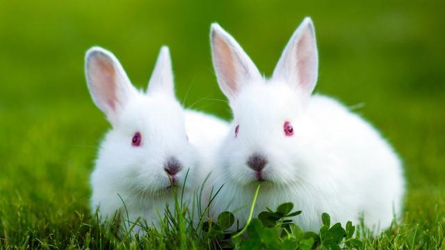 农村俗语：“兔子不吃窝边草”，其实还有后半句，道出了人性险恶