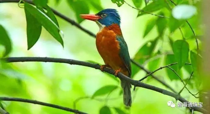 翡翠|项京讲堂-翡翠的108种颜色