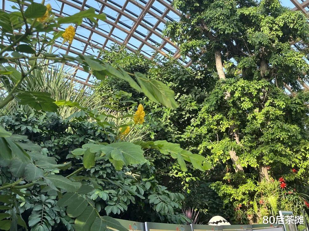 古猗园|太原植物园“露珠温室”等你来纳凉