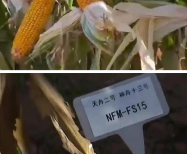 王亚平从太空带回的玉米种子结果了!
