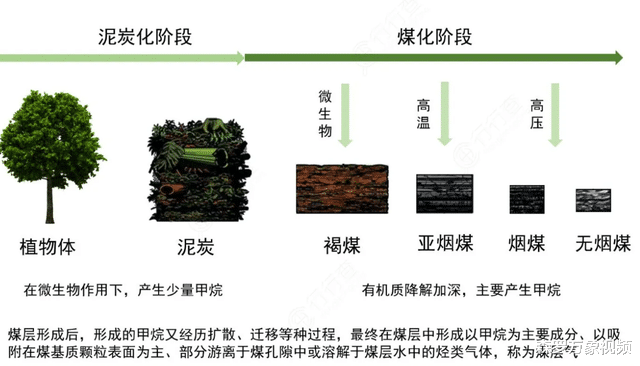100多米厚的煤层,到底怎么形成的?远古地球存在如此多植物吗