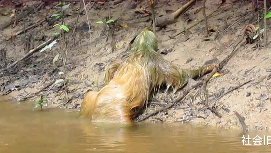 “水猴子”让农村人闻之色变，它们真是水怪吗？专家实地考察有了答案