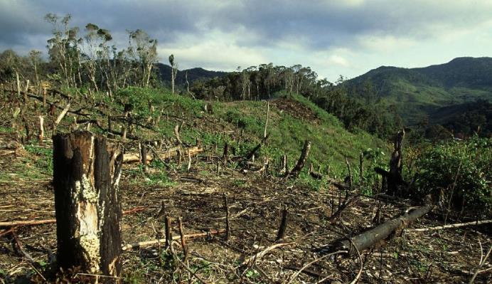 科学家提出大胆设想：巴西雨林砍伐猛增67%，高温根源已找到？