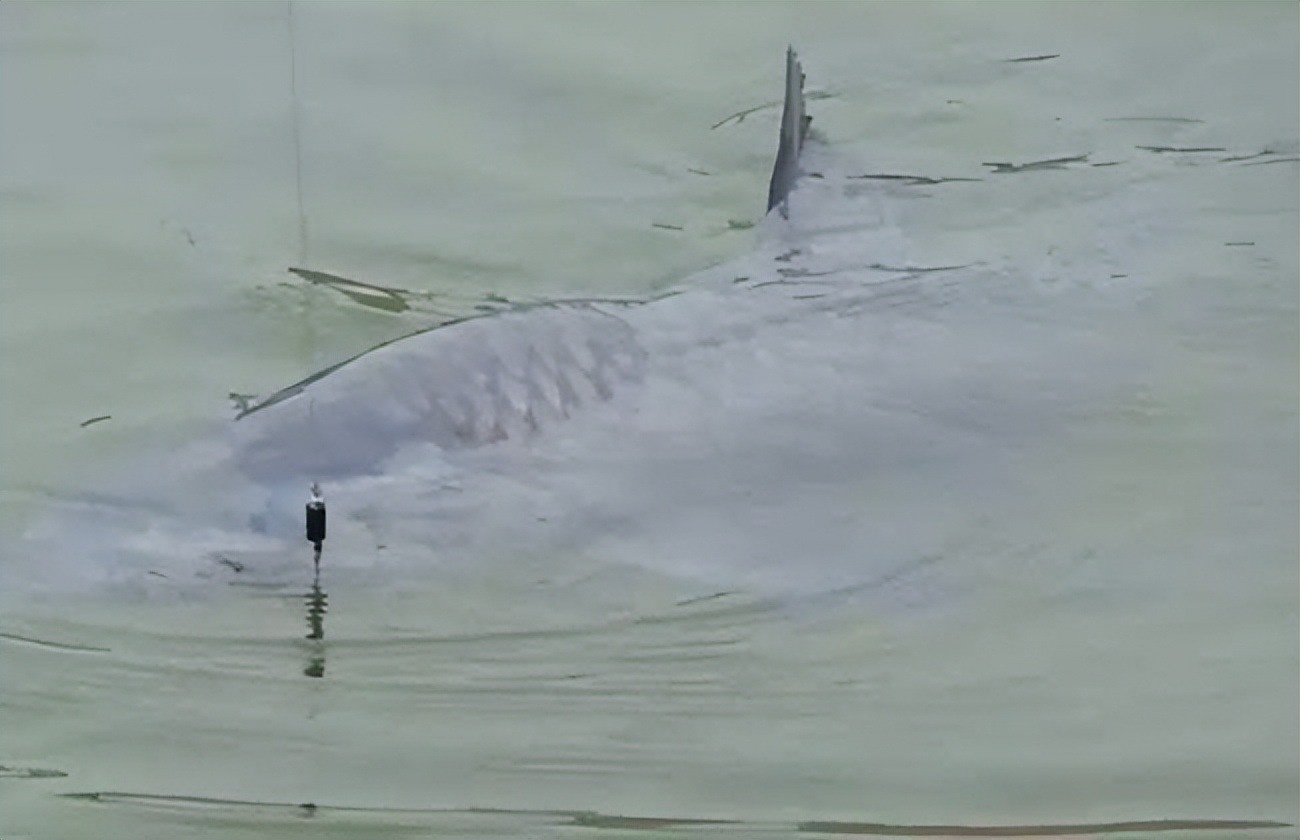 鲤鱼|衔着“宝石”的青鱼，曾为四大家鱼之首，现在为啥沦为工具鱼？