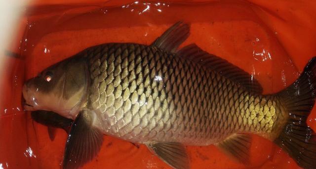 为何白血病屡见不鲜?“3菜、3鱼、3果”或含甲醛,请主动远离