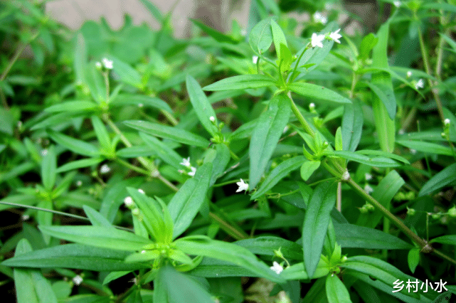 院子里种上5种植物,可以有效防止蛇进院子,就连毒蛇都逃之夭夭