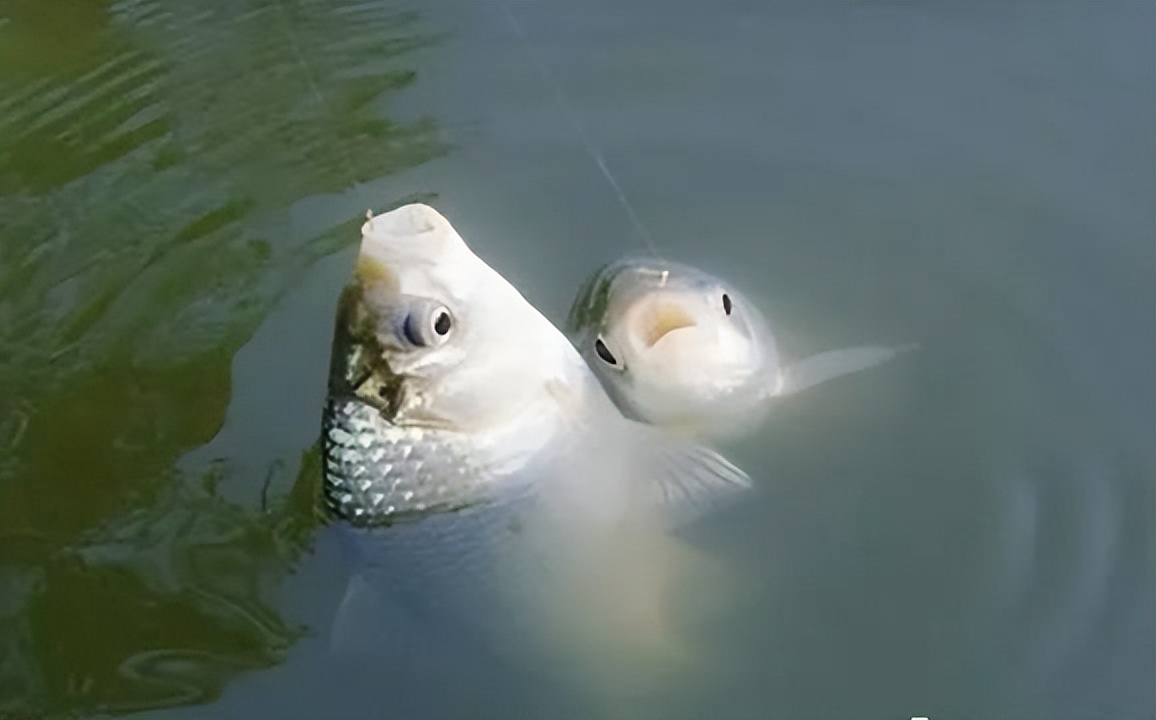 |冬季如何用长竿钓好鲫鱼？普遍存在的三个要点问题要解决好