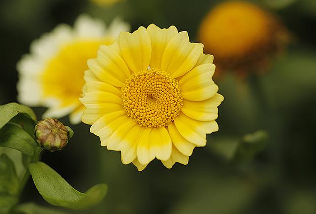 狮子座|2月开始，咸鱼翻身，财源广进，事事顺心，事业腾飞的3星座