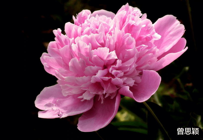 |水瓶座女生性格开朗阳光，总是给人留下深刻印象的印象