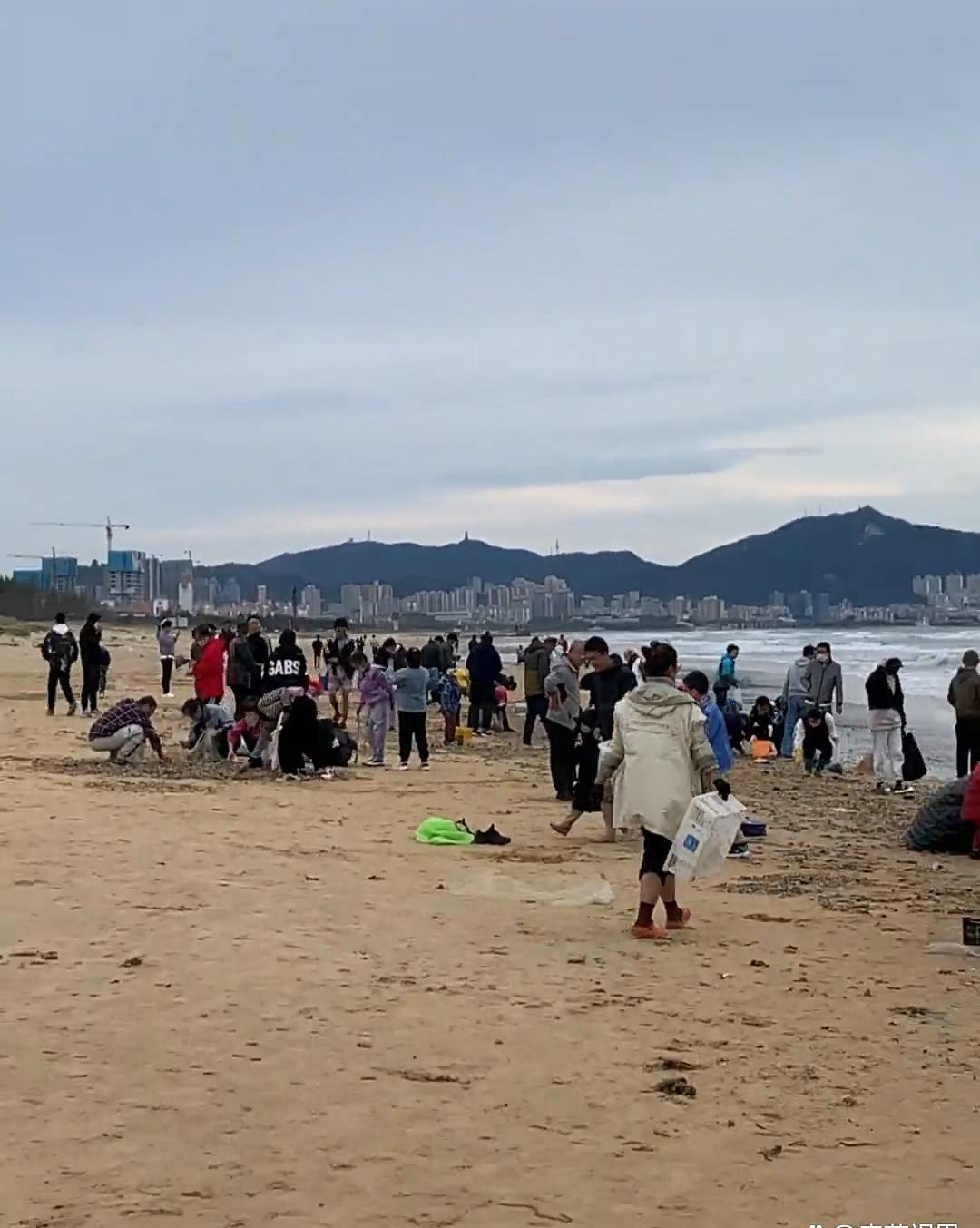 海鲜自由!烟台女子路过海滩发现遍地是虾,开开心心捡了30斤回家