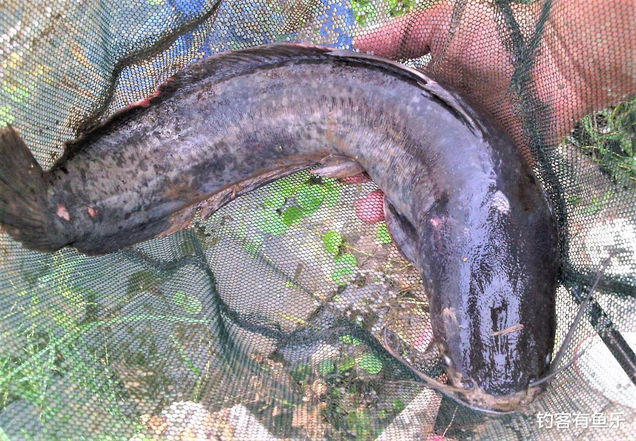 饵料|钓鱼人一般都喜欢钓什么样的鲶鱼？钓鲶鱼用什么饵料最好？