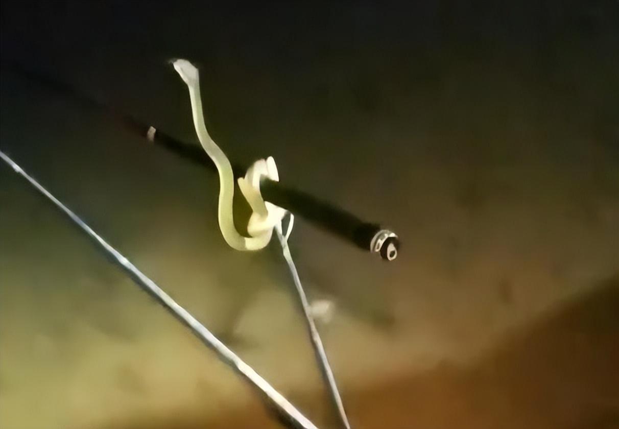 广西男子夜钓时,突然从树上掉下来一条蛇