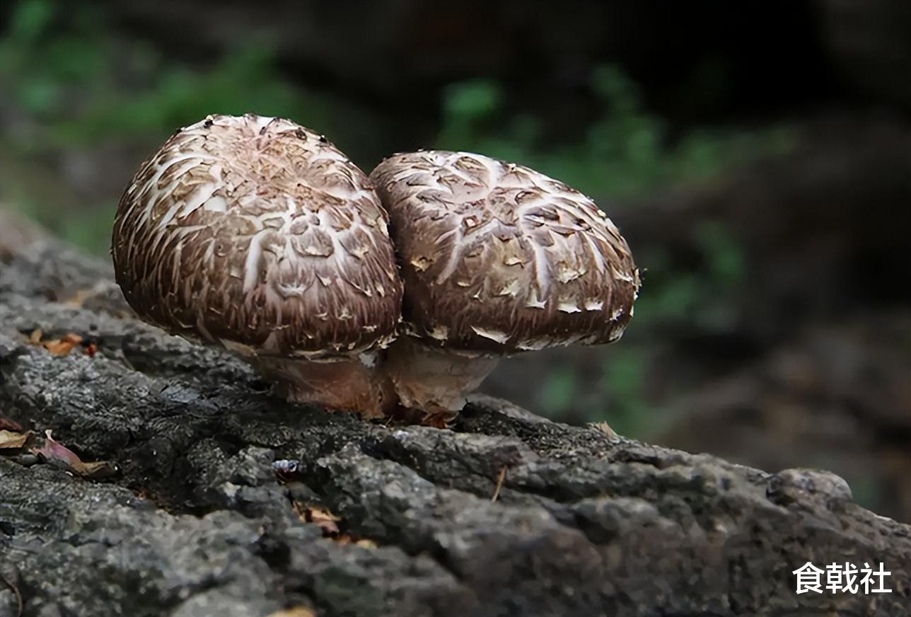 棍棒底下出香菇。香菇竟然是被打大的？