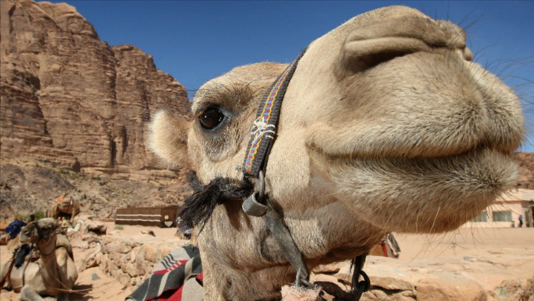 甘肃|为何在沙漠中看到死骆驼，千万不要触碰？是一种非常危险的行为