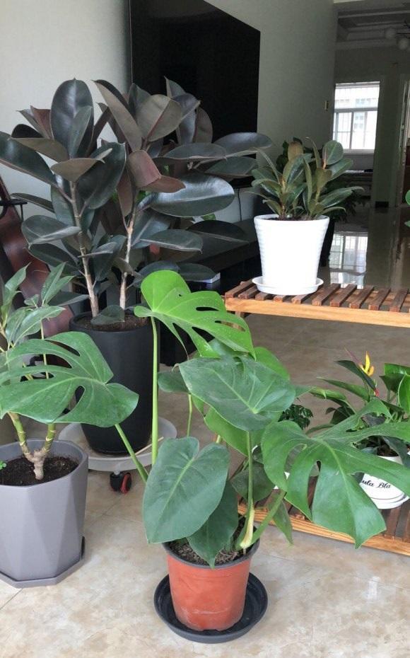 植物能不能净化甲醛?不可以,别交智商税,别听卖家忽悠