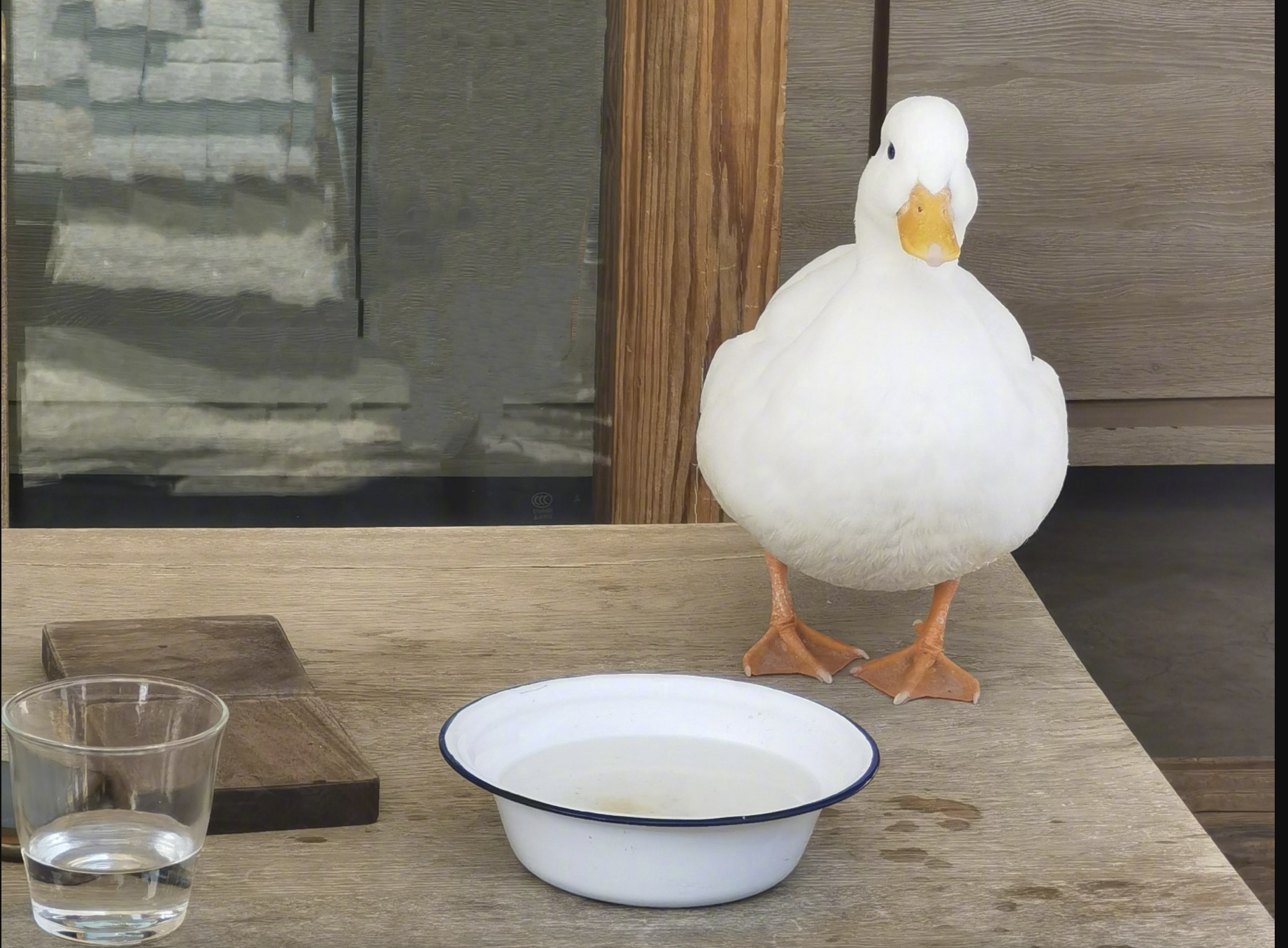 刘亦菲|刘亦菲晒赏油菜花自拍,戴墨镜又美又飒,侧颜好绝颇具港风迷情