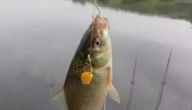 草根|曾大盆：全网最有趣的钓手！草根逆袭成竞钓大师，却靠拉丝粉出圈