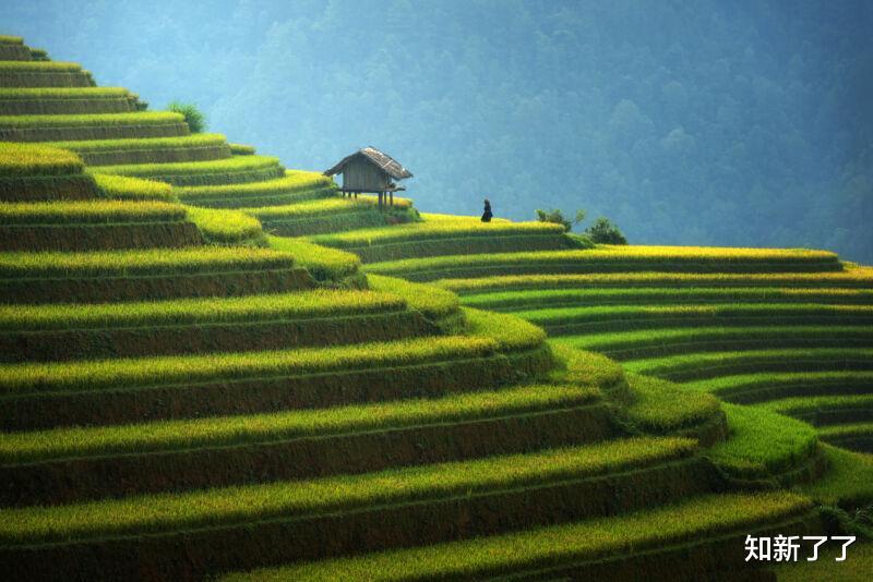 研究证明:转基因水稻只需要更少的肥料,就能生产更多的食物