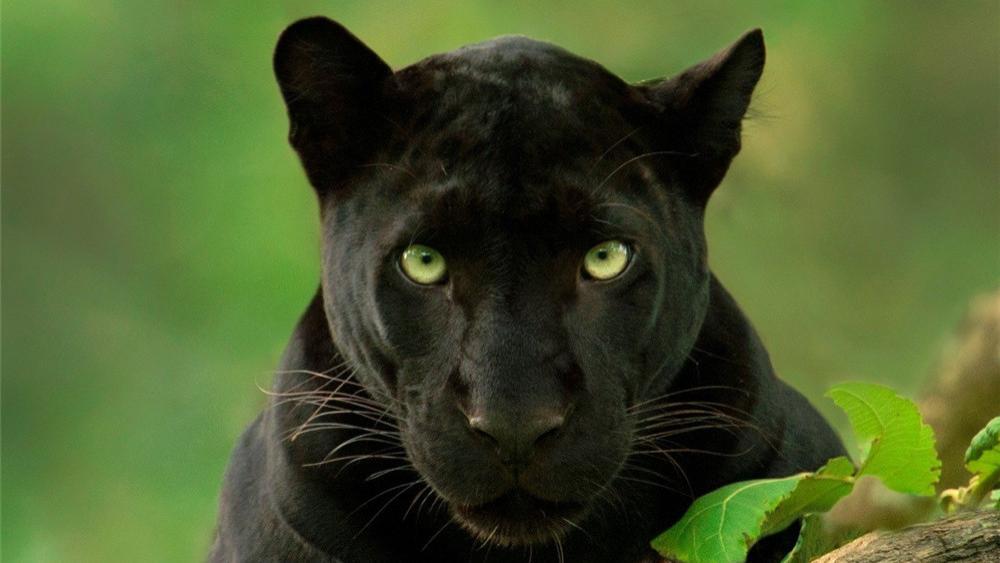 一黑豹与一花豹现身印度，相处4年不离不弃，别的交配后各奔东西