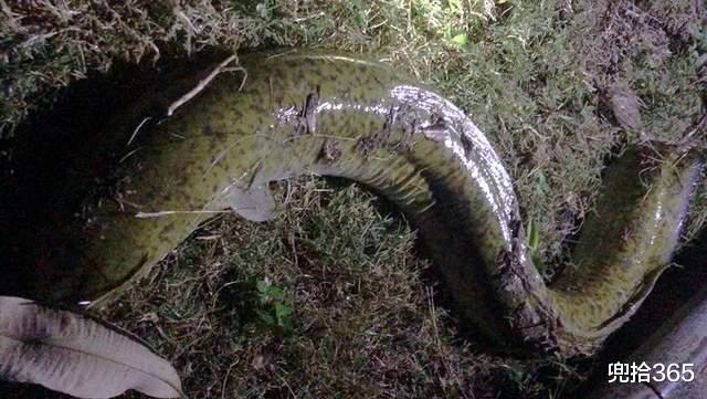 三亚|海南一男子河里夜钓，罕见收获“米级”花鳗鲡，网友：保护动物