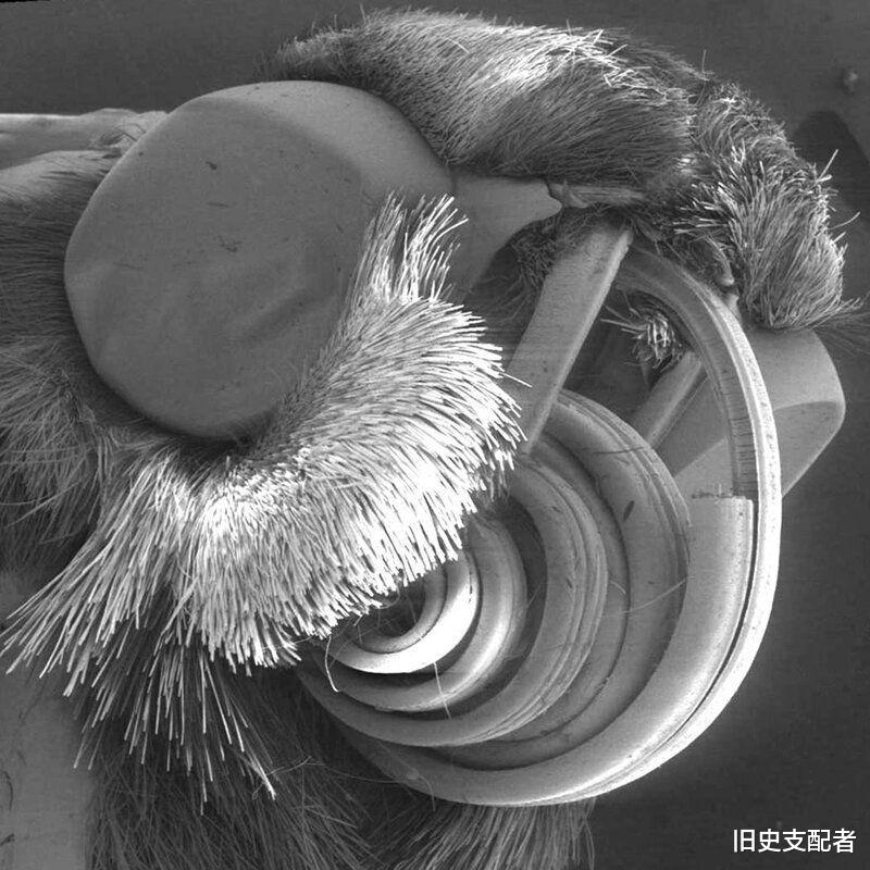 25张通过显微镜拍到的微生物照片,原来“怪物”就在我们的身边