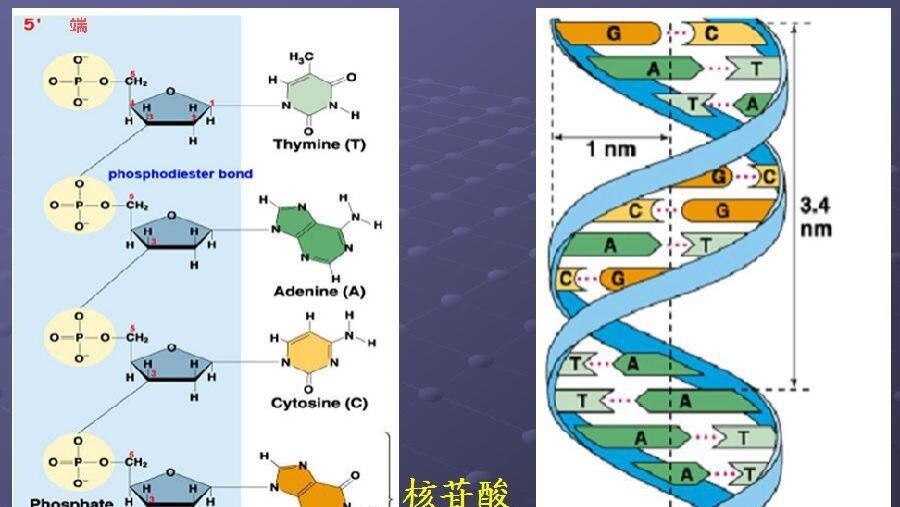 “五粮学”与“五行学”的对偶性研究