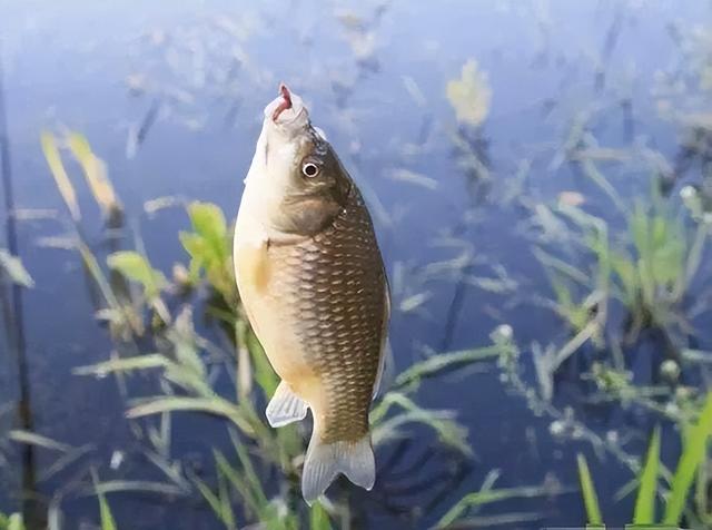 鲫鱼|早春钓鲫鱼，草洞是必争之地！