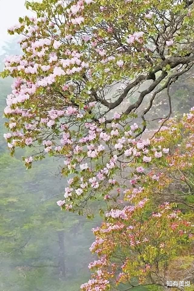 神农架|这8个初夏好去处,遇见限定的风景,看看你对哪个更心动吧!