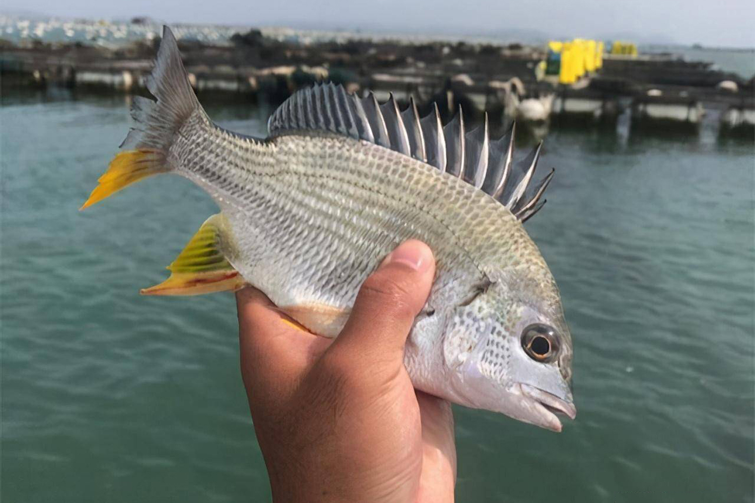 饵料|黄鳍鲷最喜欢吃哪种味型的食物?黄鳍鲷的觅食习性和垂钓技巧