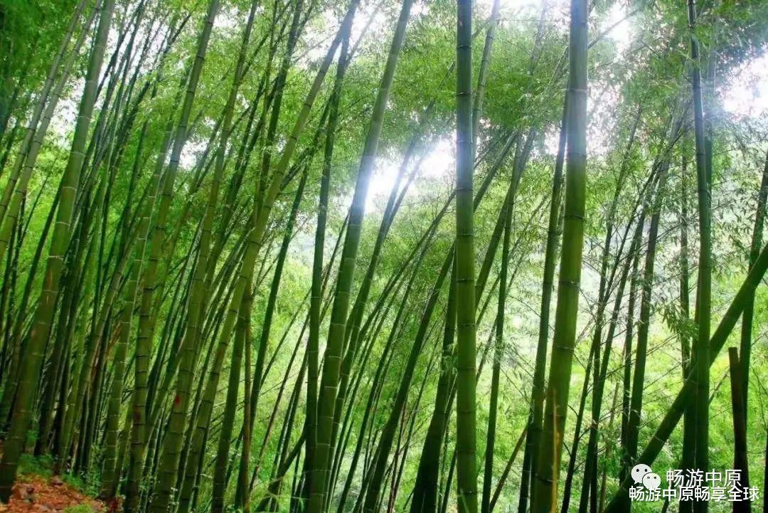原创|龙津溪地的秋,唯美而浪漫,处处彰显着秋日的绚丽风情(原创)