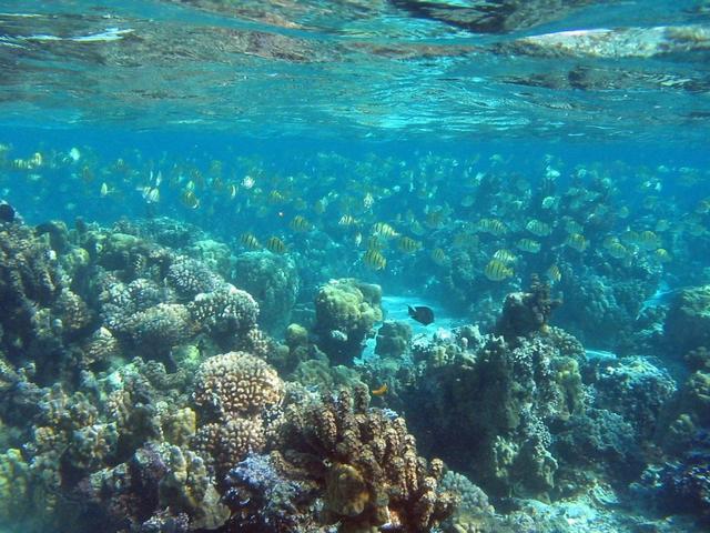 海底一万米会有巨型生物存在吗?科学探索给出答案:不可能