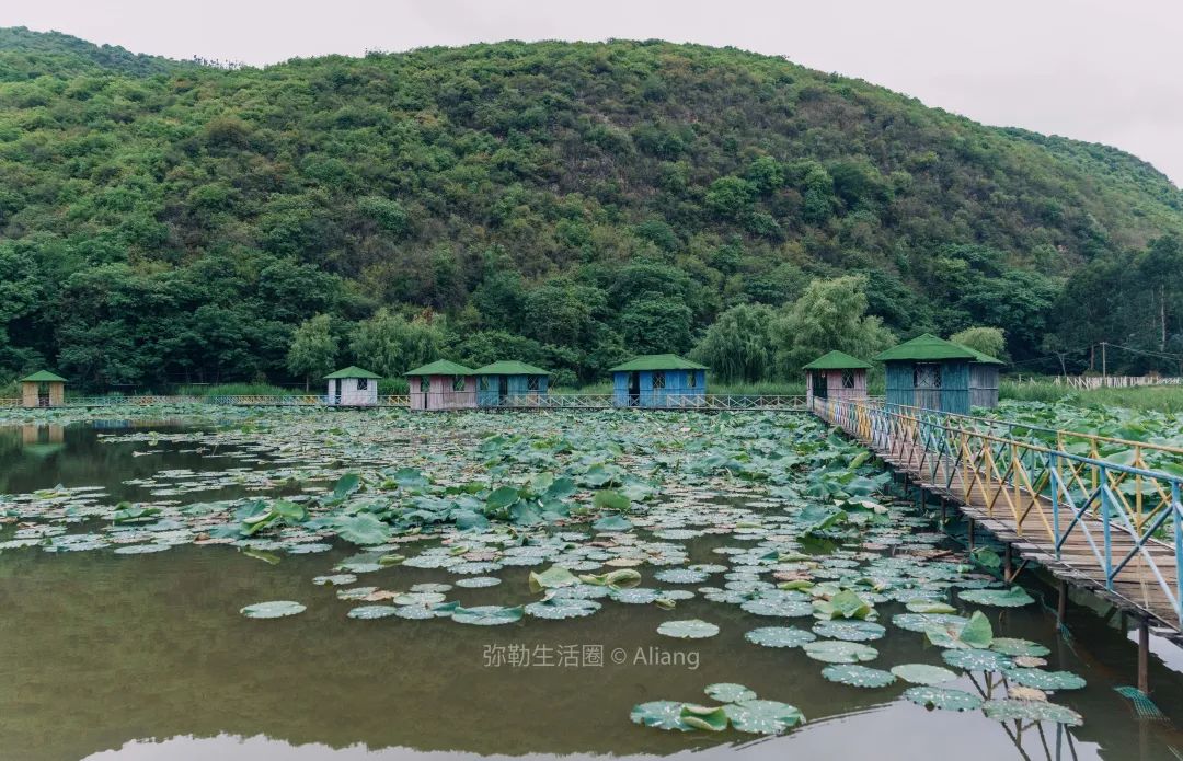 山水画|红河州城外山脚下的农庄，风景美如山水画，荷塘、烧烤、钓鱼，20分钟抵达