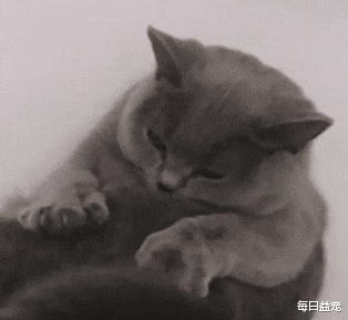 猫主子性格很差？可能和毛发颜色有关，铲屎官：太准了