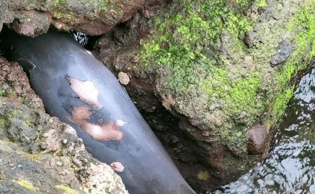 江豚|广西一男子涠洲岛野钓,偶遇一大型豚形水族,原来真实身份不一般