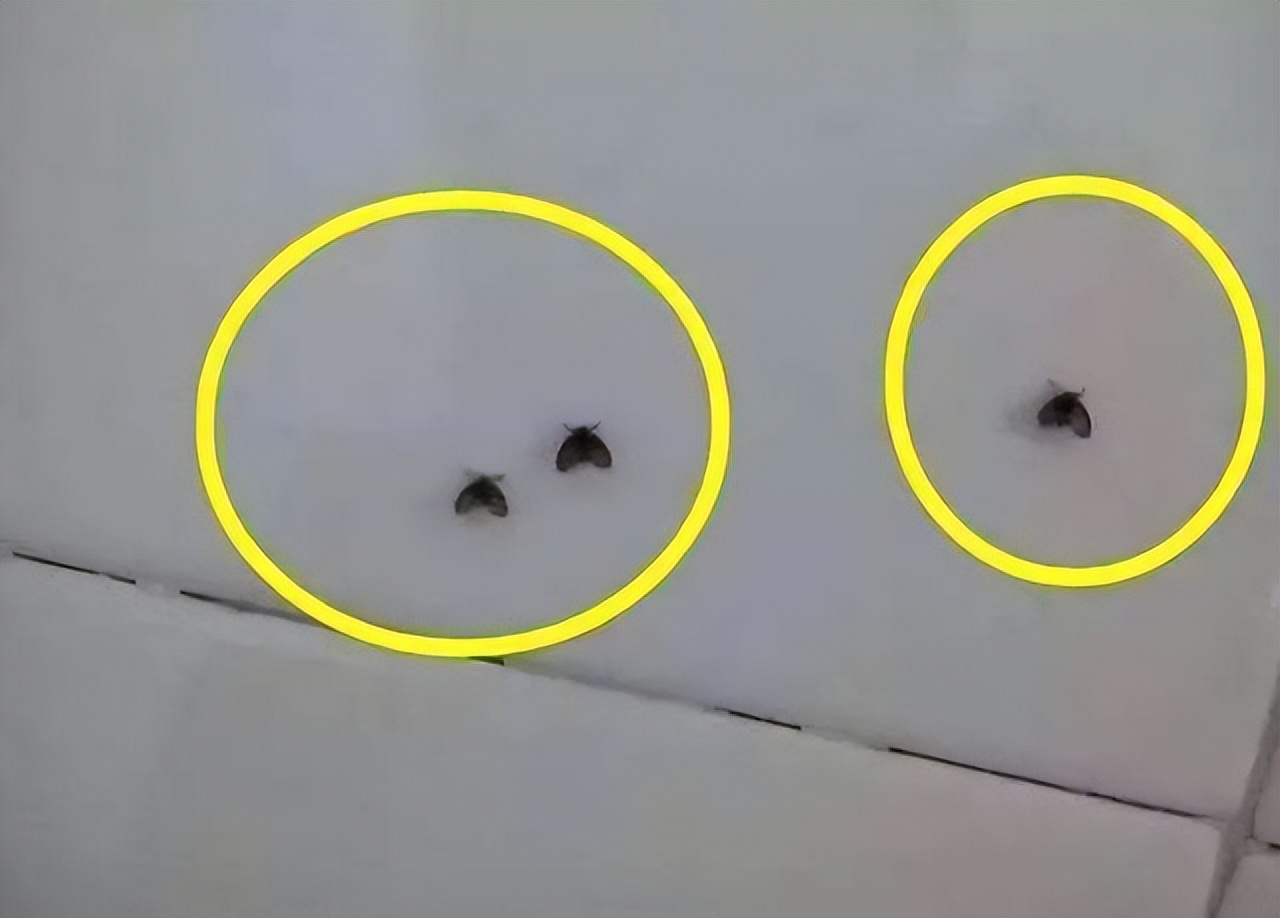 卫生间都是小飞虫惹人烦？我只做了3件事，整个夏天再也不出现了