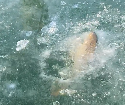 演绎|京冀两钓友放生野生巨鲤给钓鱼人正名，抓大放小演绎钓鱼人真谛