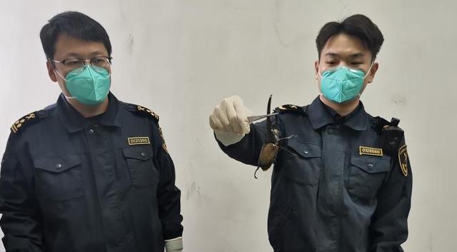 北京海关查获一只活体长戟犀金龟,会根据湿度变色,引科学界关注