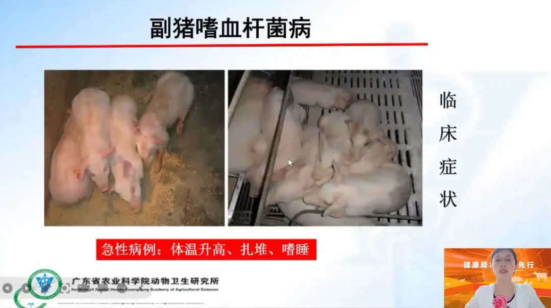农科院动物研究所李春玲:饲料禁抗新常态下,猪细菌病如何进行综合防控?