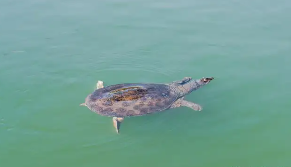 华山|佛罗里达鳖在中国多省出现,黄河或已“失守”?会泛滥成灾吗?