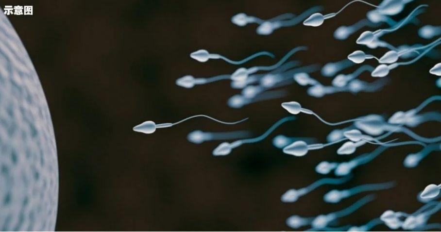 研究:全球男性精子量加速下跌 人类或遇繁衍危机