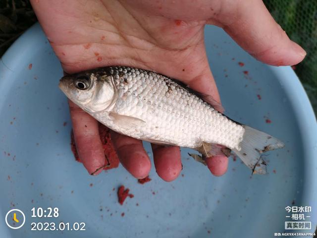 饵料|2023年第一钓,酣畅淋漓!