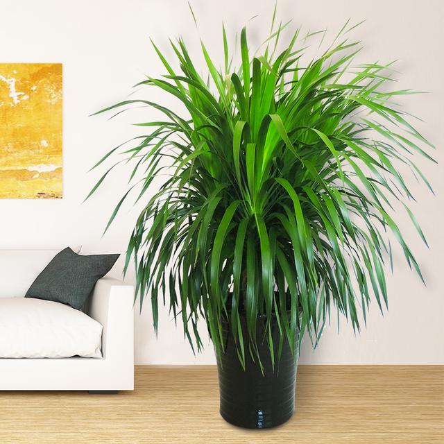 客厅养花“有讲究”,别随便,这6种,高档有格调,还能净化空气