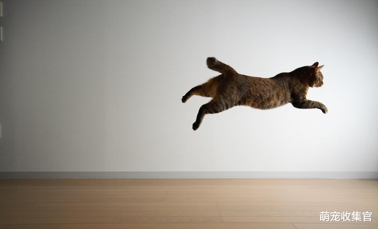 盘点猫咪的那些迷惑行为，全懂的，你就是资深猫奴