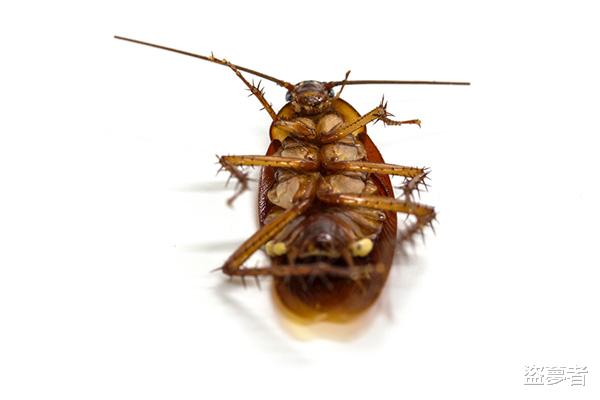 家里出现蟑螂,为什么要第一时间消灭它?