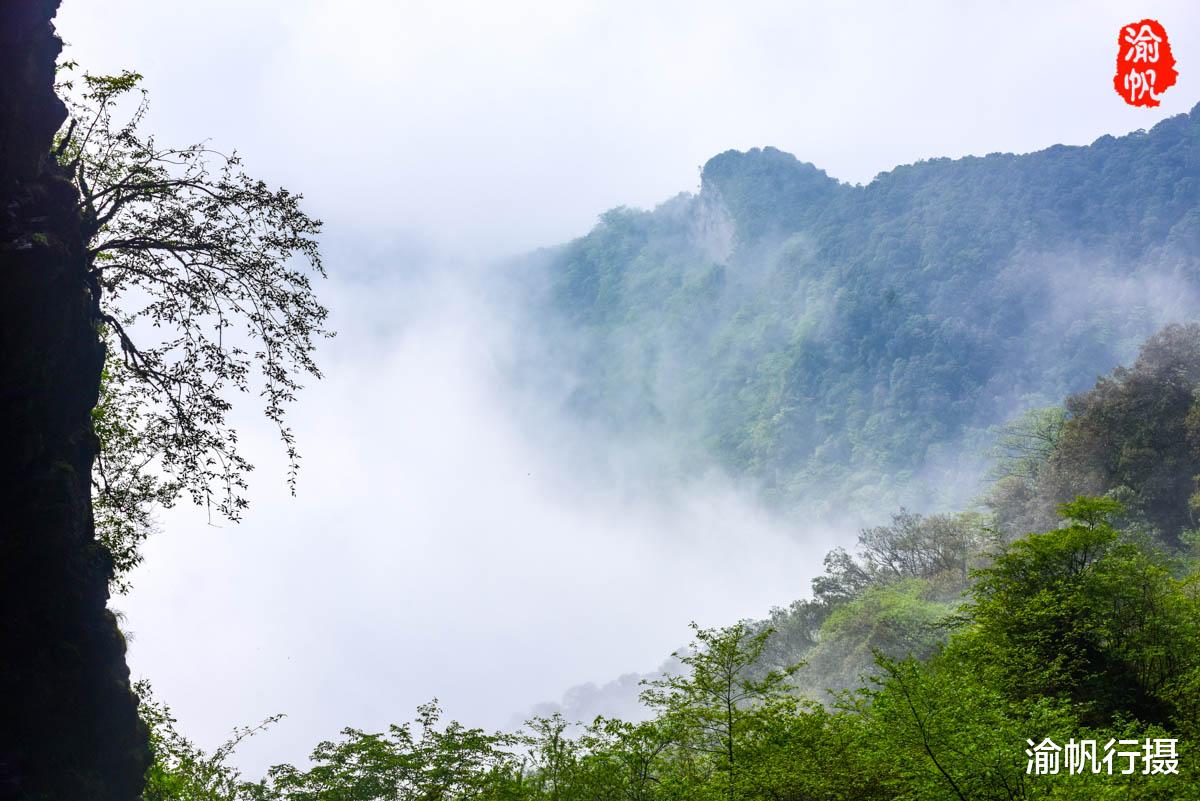 金佛山|重庆最有名的山，不仅是5A景区，还是世界遗产，雨天上山如临仙境