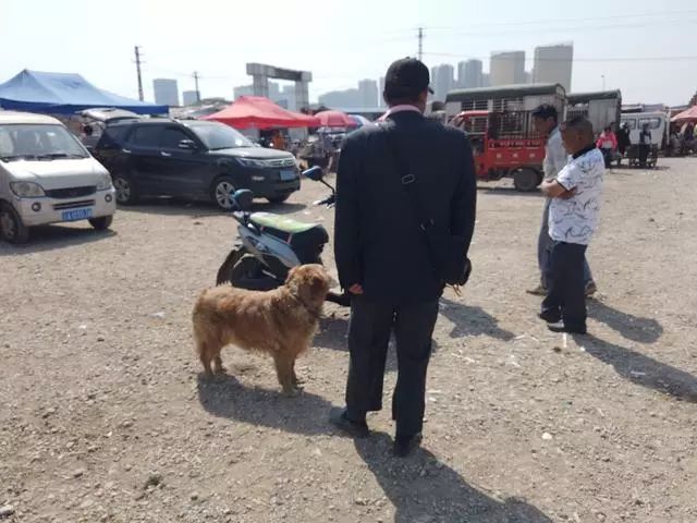 金毛800元卖不出去，老人哽咽，不想把爱犬卖给肉狗商贩！
