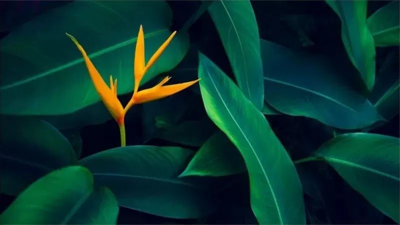 关于植物 你未必知晓的五个神奇事实