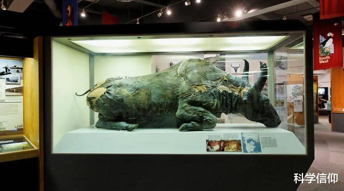 肉冻的时间久了,还可以吃吗?几位科学家吃了50000年前的野牛肉