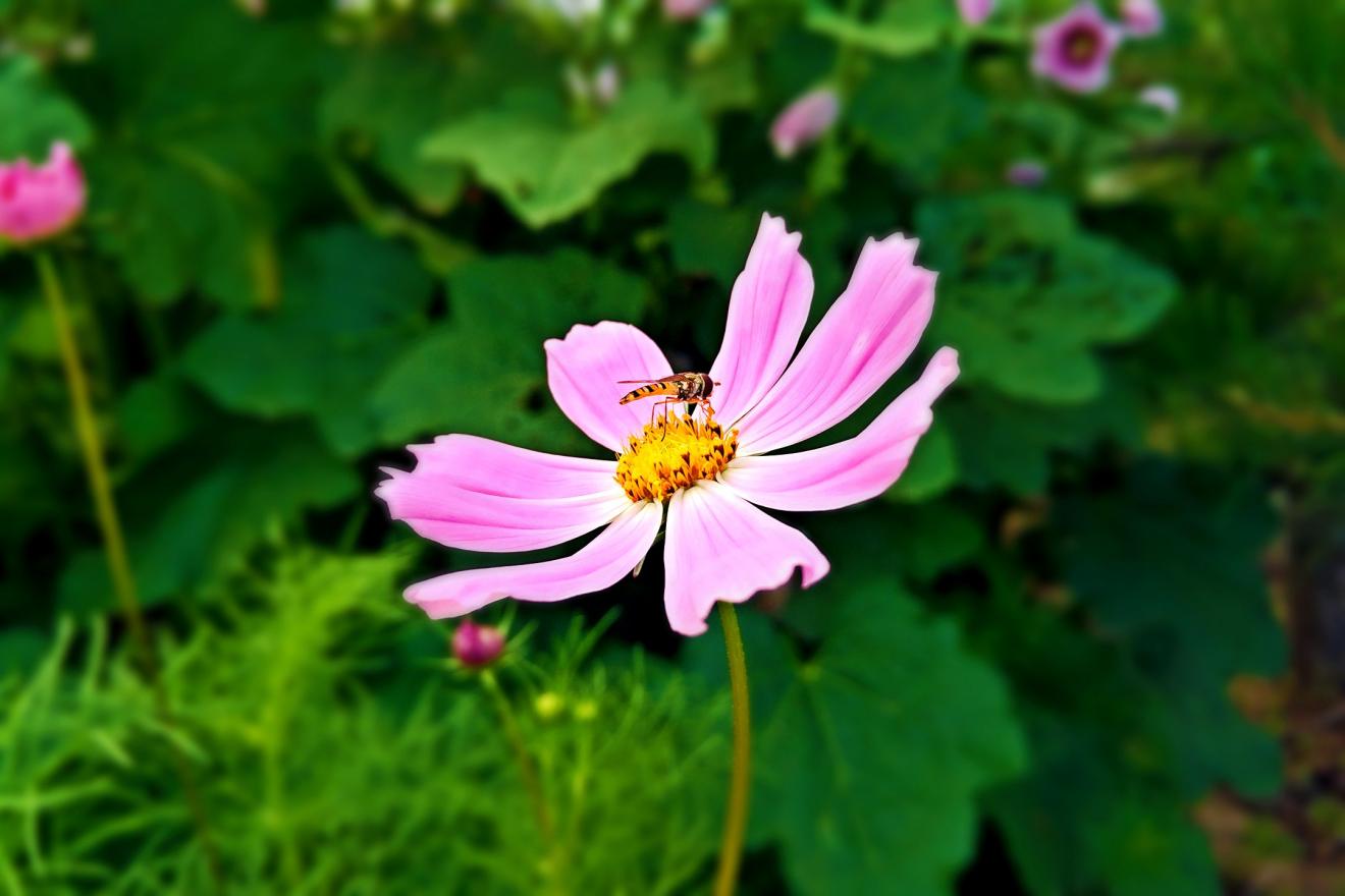 北京市|家庭主妇不是最辛苦的工作,其实这份工作环境最轻松